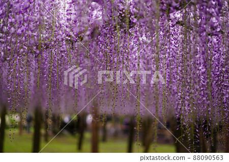 紫藤格子 88090563