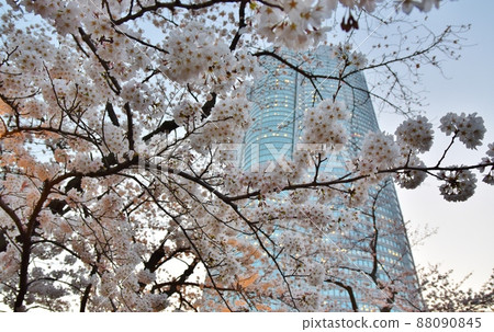 Roppongi Sakura Tokyo 88090845