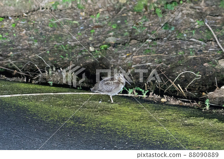 Amami Woodcock in Amami Oshima Amami Woodcock in Amami Oshima 88090889