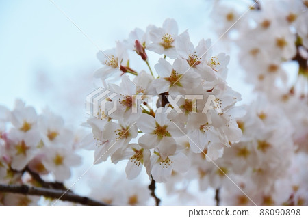 Yoshino cherry tree in the evening Tokyo 88090898