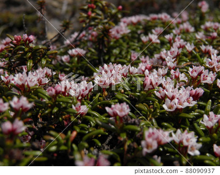 北海道 Esan 山的 Kalmia procumbens 88090937