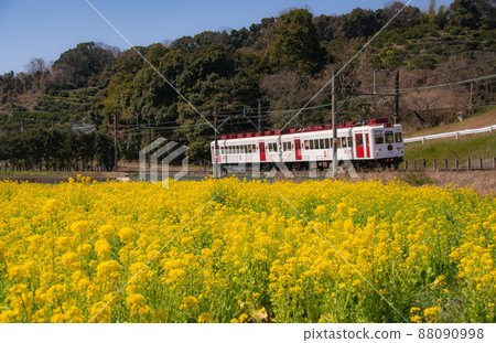 Strawberry train running in a field of rape blossoms in full bloom Wakayama Electric Railway Wakayama City, Wakayama Prefecture Strawberry train running in a field of rape blossoms in full bloom Wakayama Electric Railway Wakayama City, Wakayama Prefecture 88090998