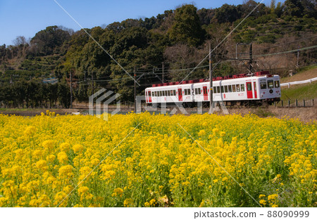 草莓列車在盛開的油菜花田中行駛 和歌山電鐵 和歌山縣和歌山市 88090999