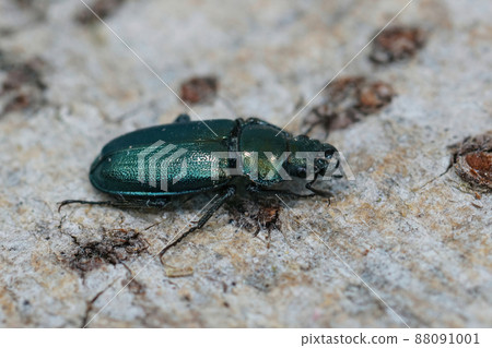 Closeup on the rare and endangered Blue stag beetle , Platycerus caraboides sitting on a piece of wood in the field Closeup on the rare and endangered Blue stag beetle , Platycerus caraboides sitting on a piece of wood in the field 88091001