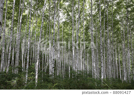 童話夢幻世界白樺林 童話夢幻世界白樺林 88091427