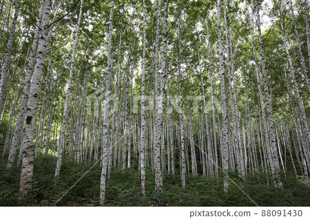 童話夢幻世界白樺林 88091430