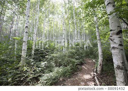 童話夢幻世界白樺林 童話夢幻世界白樺林 88091432