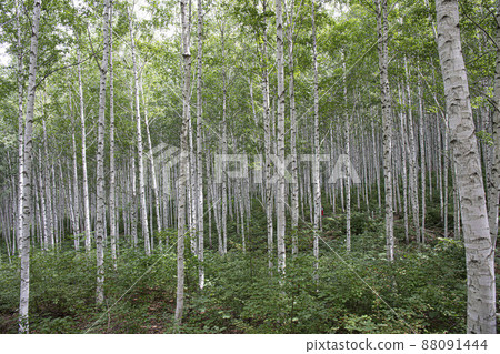 童話夢幻世界白樺林 88091444