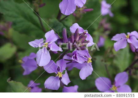 Purple flowers of Murasaki Hanana (Orychophragmus violaceus) blooming in the spring garden of Japan Purple flowers of Murasaki Hanana (Orychophragmus violaceus) blooming in the spring garden of Japan 88091555