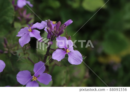日本春天花園中盛開的紫花紫花 (Orychophragmus violaceus) 88091556