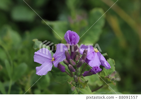 日本春天花園中盛開的紫花紫花 (Orychophragmus violaceus) 日本春天花園中盛開的紫花紫花 (Orychophragmus violaceus) 88091557