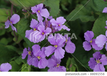 日本春天花園中盛開的紫花紫花 (Orychophragmus violaceus) 日本春天花園中盛開的紫花紫花 (Orychophragmus violaceus) 88091558