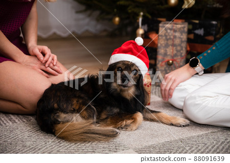 A dog dressed as Santa Claus lies under the tree on Christmas Day. A dog dressed as Santa Claus lies under the tree on Christmas Day. 88091639