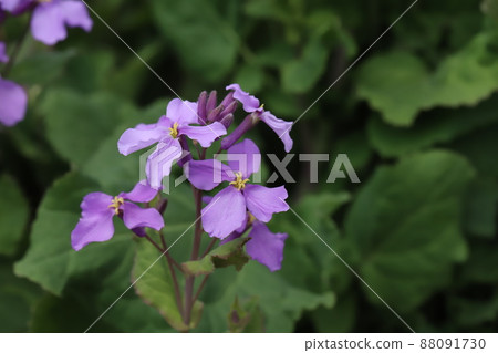 Purple flowers of Murasaki Hanana (Orychophragmus violaceus) blooming in the spring garden of Japan 88091730