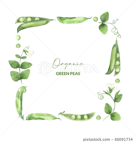 Border with watercolor green pea pods. Illustrated organic food. Template for card, label and packaging. Border with watercolor green pea pods. Illustrated organic food. Template for card, label and packaging. 88091734