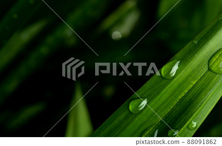close-up water drop on lush green foliage after rainning. 88091862