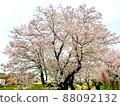 One cherry tree 88092132