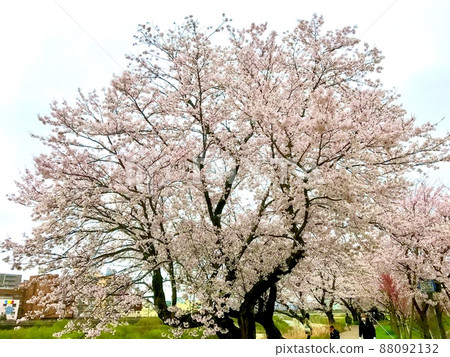 One cherry tree 88092132