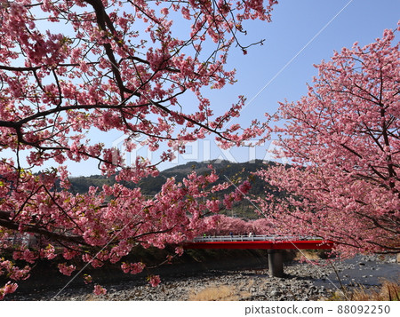 【靜岡縣河津町】河津川上的紅橋和盛開的河津櫻花 88092250