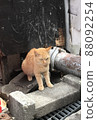 Being threatened by a stray cat 88092254