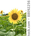 Sun Flower  88092256