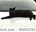 A black cat that doesn't flinch when approached 88092259