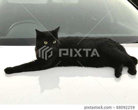 即使靠近也一動不動的黑貓 即使靠近也一動不動的黑貓 88092259