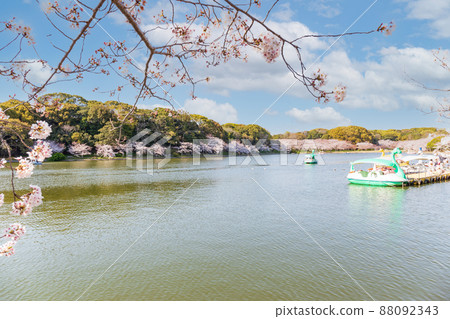 晴天明石公園的櫻花和天鵝船 88092343