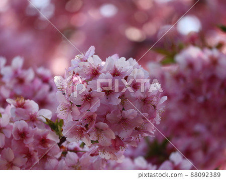 《Kawazu Town, Shizuoka Prefecture》 Kawazu cherry blossoms in full bloom 《Kawazu Town, Shizuoka Prefecture》 Kawazu cherry blossoms in full bloom 88092389