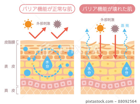 Skin structure - Barrier function 88092564