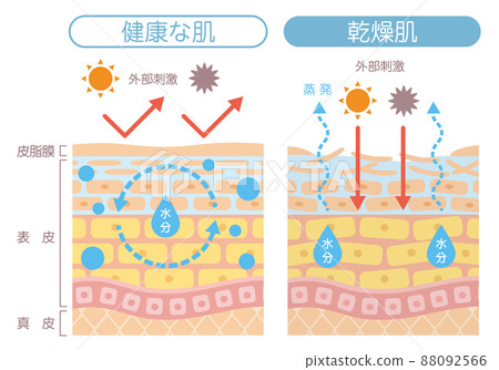 皮膚結構_乾性皮膚 88092566