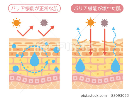 皮膚結構_屏障功能 88093033