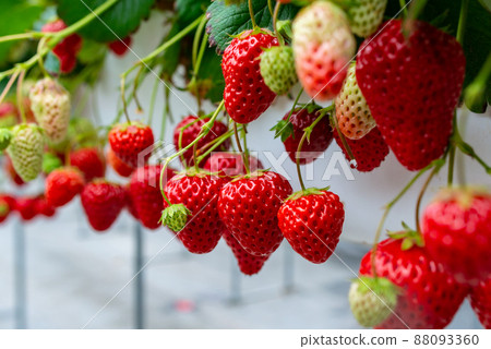 Strawberry picking red cheeks Strawberry picking red cheeks 88093360