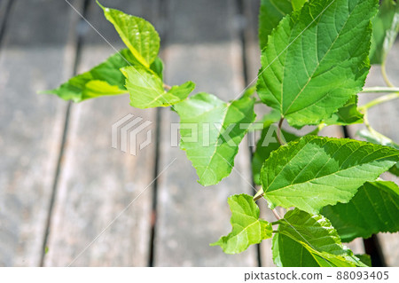 Mulberry leaves and wood deck 88093405