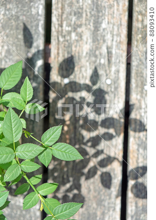 桑葉和木甲板 桑葉和木甲板 88093410