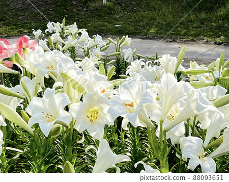 Lily flowers blooming in Naha Big Rock Park, Okinawa Lily flowers blooming in Naha Big Rock Park, Okinawa 88093651