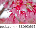Beautiful plum 88093695
