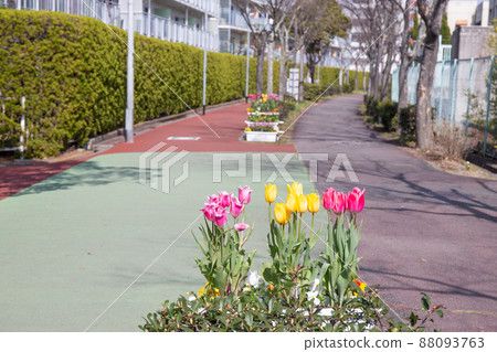 Tulips and pedestrian road in front of the elementary school gate 88093763