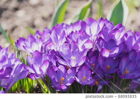 Bees on purple crocus growing outside. View at magic blooming spring flowers crocus sativus. Selective Focus. Spring garden. 88093835