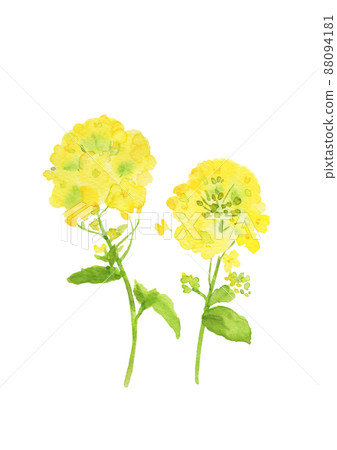 兩輪油菜花水彩插圖 插圖素材 圖庫