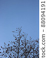 Spring blue sky and puffy buds of cherry blossoms 88094191