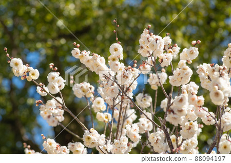 太宰府天滿宮盛開的白梅 太宰府天滿宮盛開的白梅 88094197
