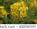 Image of rape blossoms and spring 88094305
