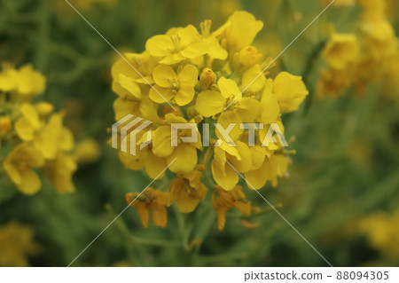 油菜花和春天的形象 油菜花和春天的形象 88094305
