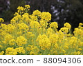 Image of rape field and spring in full bloom 88094306