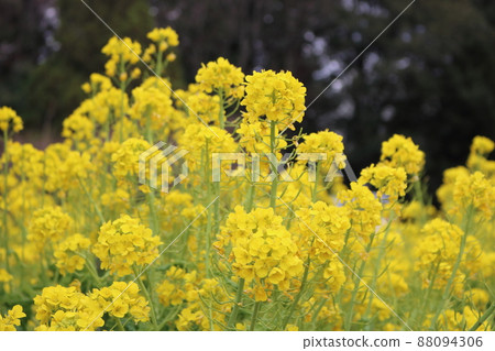 油菜花田和春天盛開的形象 油菜花田和春天盛開的形象 88094306