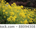 Image of rape field and spring in full bloom 88094308