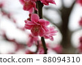 Spring flower  88094310