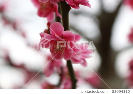 春天的花朵 88094310