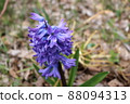 Purple hyacinth in full bloom 88094313